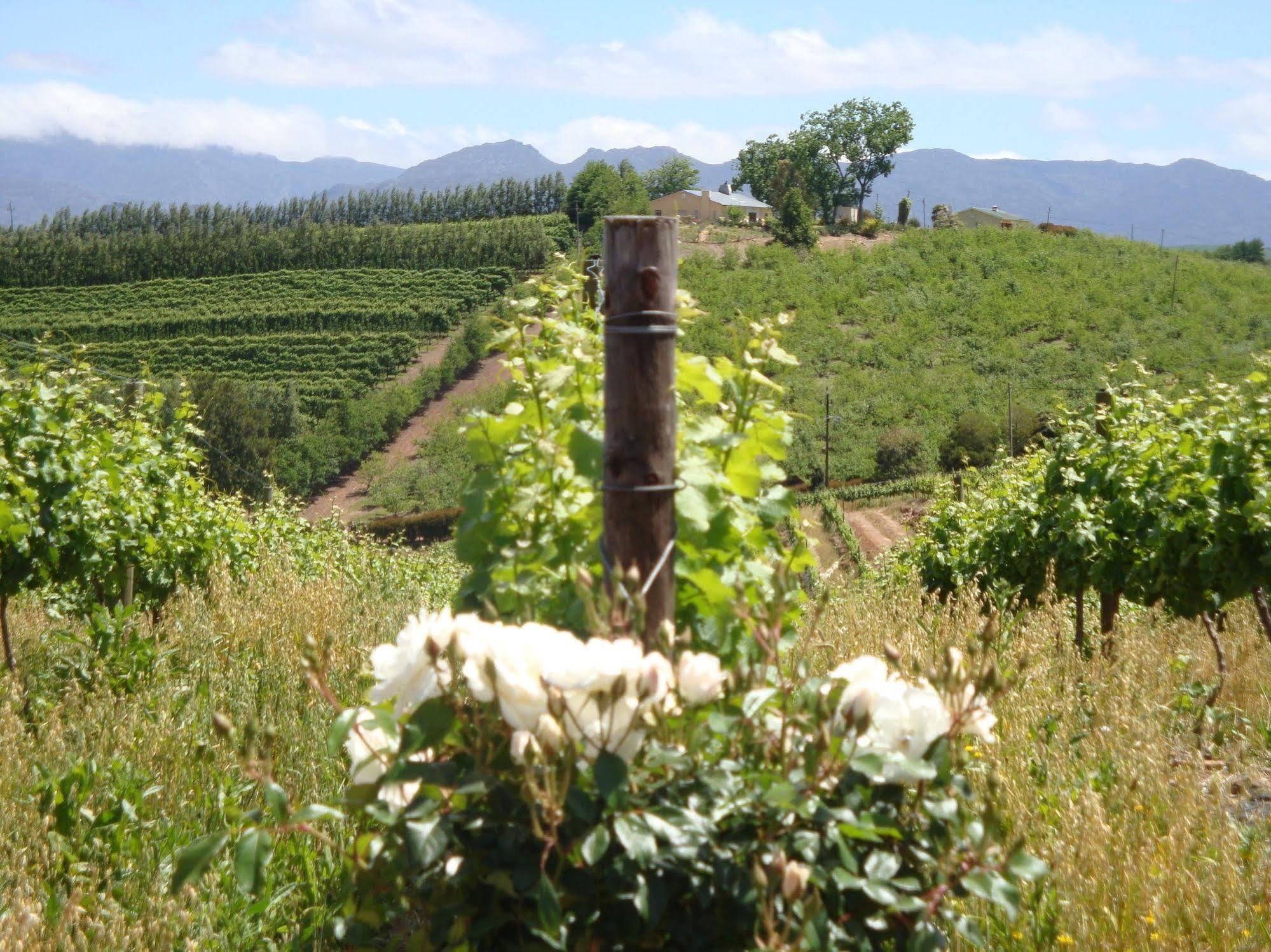 Paul Wallace Wines & Cottages Elgin (Western Cape) Exterior foto